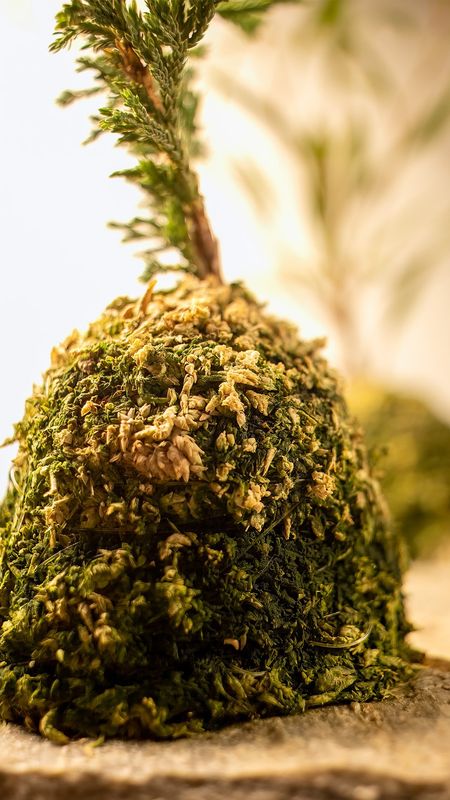 Kokedama