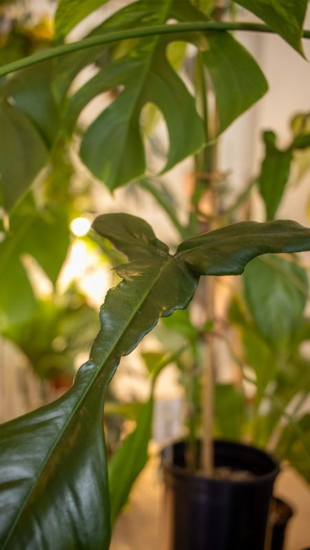 Monstera
