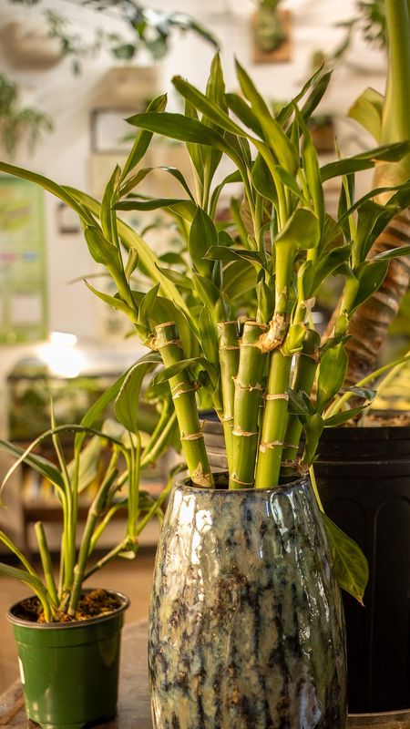 Bamboo vase