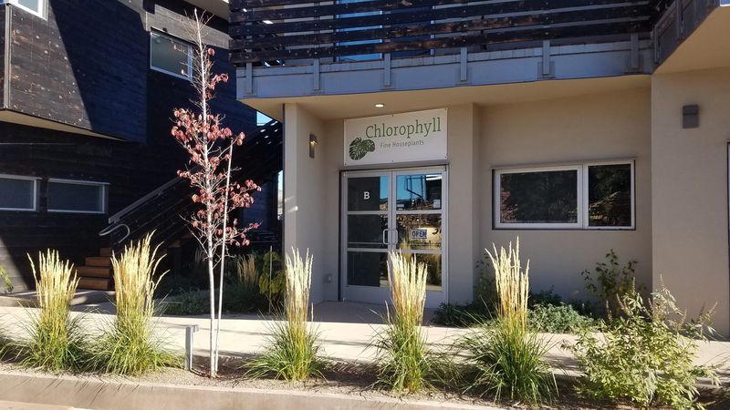 Chlorophyll storefront